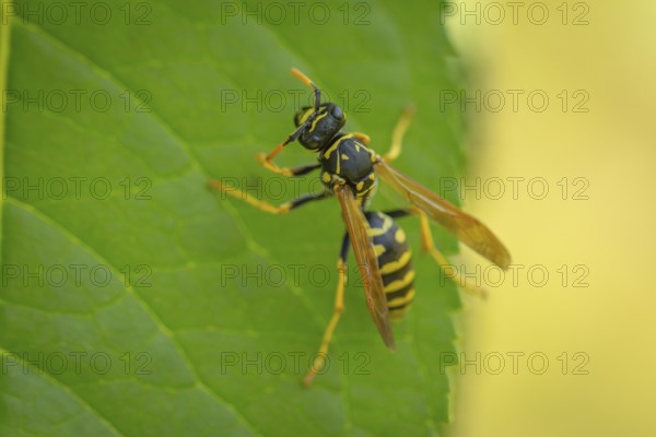 Common wasp (Vespula vulgaris) on a green leaf in close-up, Ternitz, Lower Austria, Austria