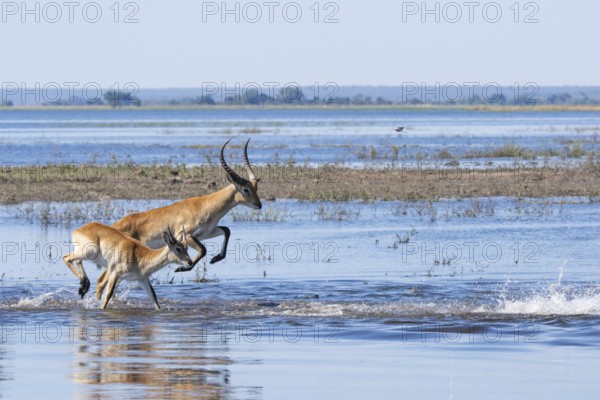 Red lechwe antelope herd (Kobus lache) runs through shallow water, splashing wildly in Chobe River. One wild animal jumps high. Chobe National Park, Botswana, Southern Africa