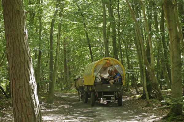 Horse-drawn carriage travelling through the forest, Darßer Ort, Born a. Darß, National Park Vorpommersche Boddenlandschaft, Mecklenburg-Vorpommern, Germany