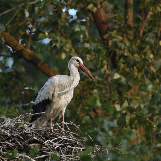 High up in the poplars... White stork (Ciconia ciconia) on its nest in a tree, young adult bird stands in its natural eyrie in the early morning light, waiting for its mate, stork ringed in the Netherlands, Meerbusch, Rhein-Kreis Neuss, North Rhine-Westphalia, Rhineland, Germany, Western Europe