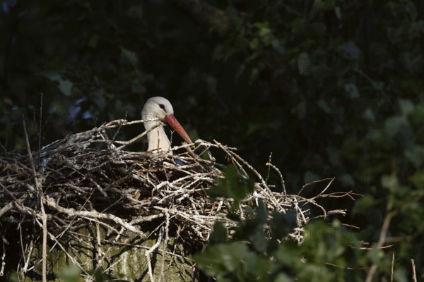 Secretly... White stork (Ciconia ciconia), breeding, courting stork sits in the early morning light, spotlight on its nest on a poplar tree, native nature, breeding attempt on the Lower Rhine, Meerbusch, Rhein-Kreis Neuss, North Rhine-Westphalia, Rhineland, Germany, Western Europe