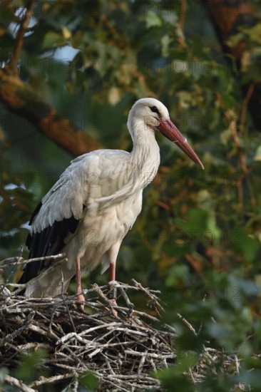 High up in the poplars... White stork (Ciconia ciconia) on its nest in a tree, young adult bird stands in its natural eyrie in the early morning light, waiting for its mate, stork ringed in the Netherlands, Meerbusch, Rhein-Kreis Neuss, North Rhine-Westphalia, Rhineland, Germany, Western Europe