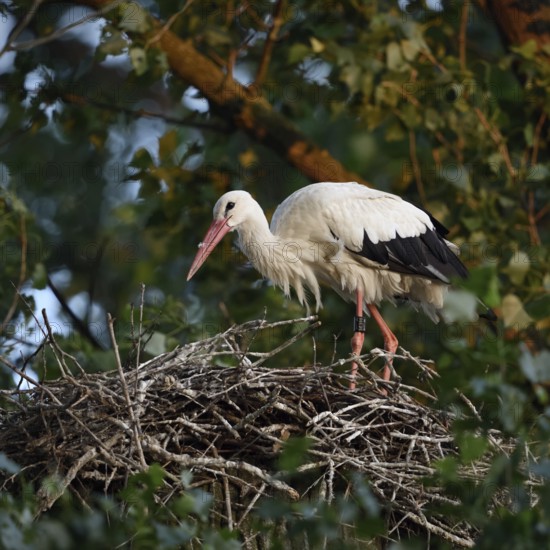 On the stork nest... White stork (Ciconia ciconia), adult, building its nest on a poplar tree in the early morning light, native nature, breeding attempt on the Lower Rhine, stork ringed in the Netherlands, Meerbusch, Rhein-Kreis Neuss, North Rhine-Westphalia, Rhineland, Germany, Western Europe