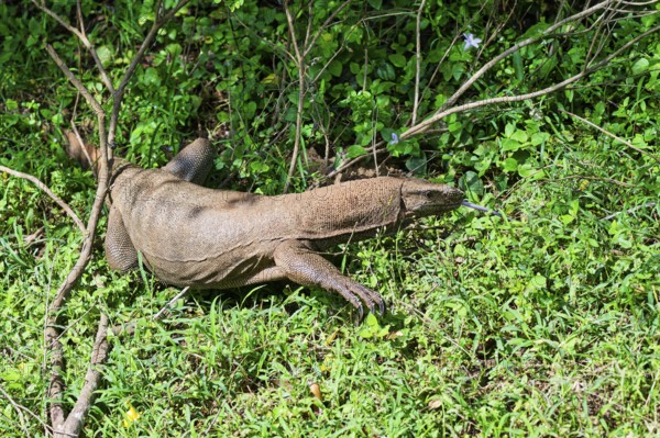 Land Monitor or Bengal monitor (Varanus bengalensis) coming out of the forest, Sri Lanka