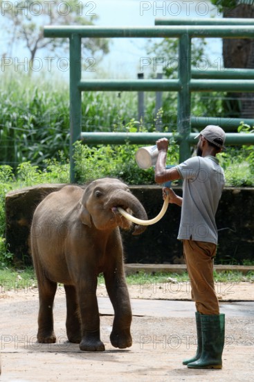 Orphaned Baby elephant being fed with milk by a caretaker, Pinnawala Elephant Orphanage, Kataragama, Sri Lanka