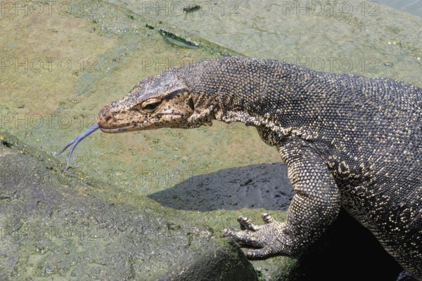 Asian Water Monitor (Varanus salvator) coming out of the water and climbing dock steps, Malacca, Malaysia