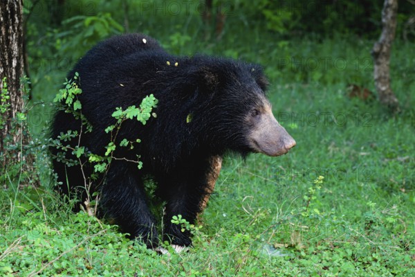 Sloth bear or Indian bear (Melursus ursinus) walking, Yala National Park, Sri Lanka