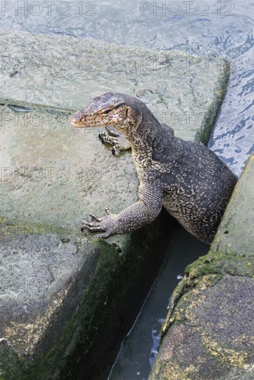 Asian Water Monitor (Varanus salvator) coming out of the water and climbing dock steps, Malacca, Malaysia