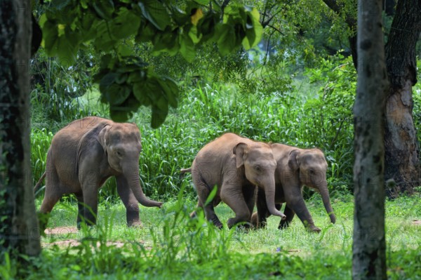 Young orphaned Sri Lankan elephants running to be fed with milk, Pinnawala Elephant Orphanage, Kataragama, Sri Lanka
