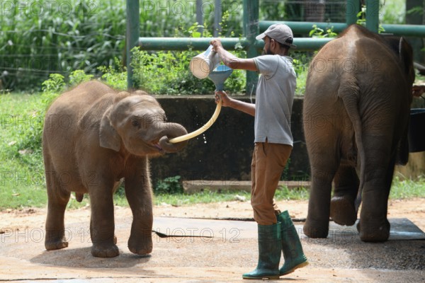 Orphaned Baby elephant being fed with milk by a caretaker, Pinnawala Elephant Orphanage, Kataragama, Sri Lanka