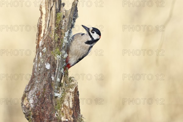Great spotted woodpecker (Dendrocopos major), male, foraging on a tree stump overgrown with moss and lichen in the forest, Wilnsdorf, North Rhine-Westphalia, Germany