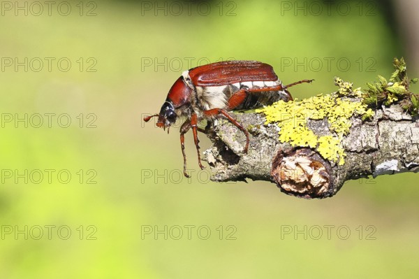 May beetle, wood cockchafer (Melolontha hippocastani), female, on a branch covered with lichen, close-up, Wilnsdorf, North Rhine-Westphalia, Germany