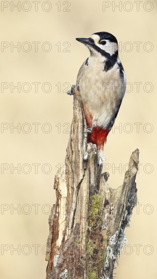 Great spotted woodpecker (Dendrocopos major), male, foraging on a tree stump overgrown with moss and lichen in the forest, Wilnsdorf, North Rhine-Westphalia, Germany