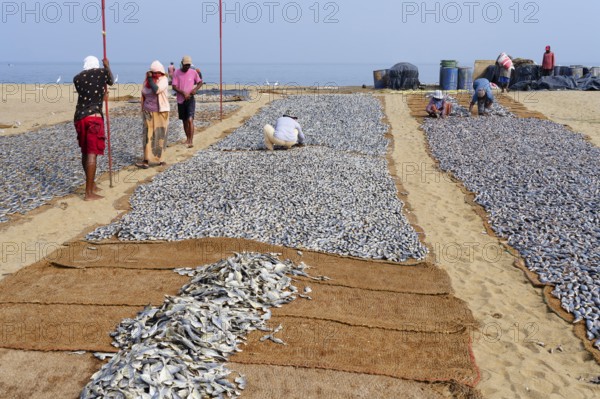 Cleaned fish drying in the sun on coconut matte, Negombo, Sri Lanka