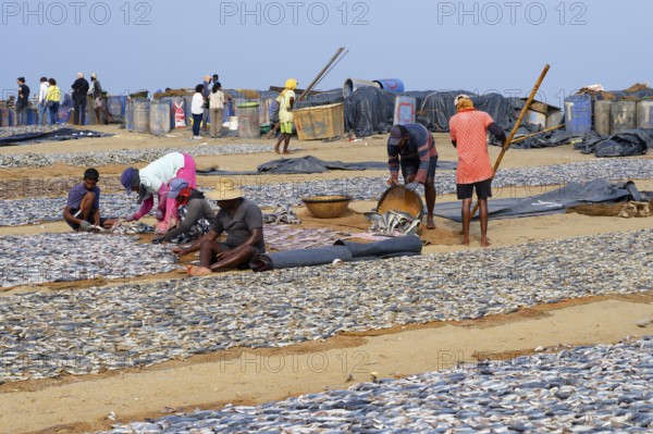 Fishermen spreading fish to dry, Negombo, Sri Lanka
