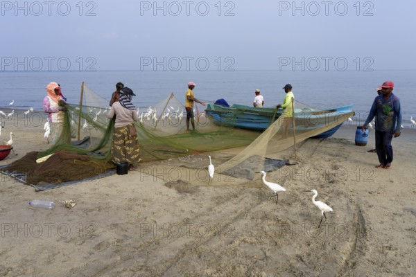 Fishermen cleaning their fishnets surrounded by little egrets on the beach, Negombo, Sri Lanka