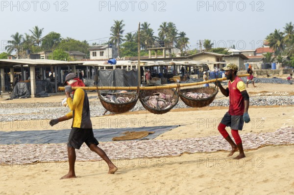 Fishermen carrying fish in baskets, Negombo, Sri Lanka