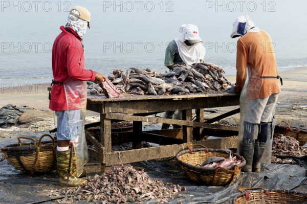 Fishermen cleaning and preparing fish for the market, Negombo, Sri Lanka