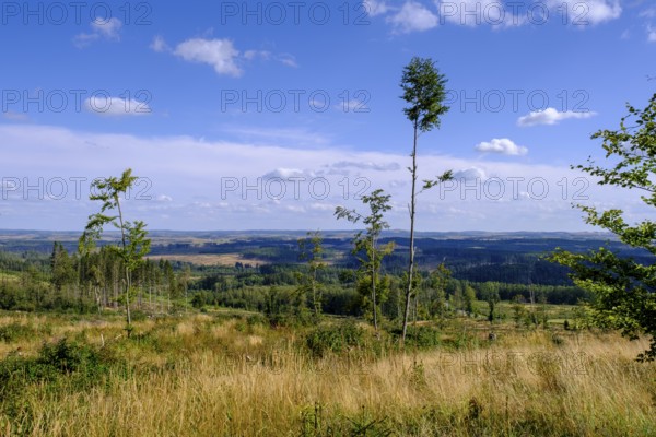 View over the Harz Mountains, dead trees, from Hagenstraße to the south, near Elend, Saxony-Anhalt, Germany