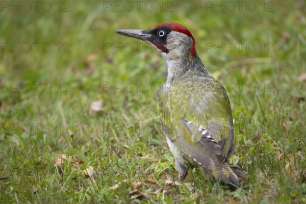 A green woodpecker sits in a meadow in Frankfurt am Main, Frankfurt am Main, Hesse, Germany