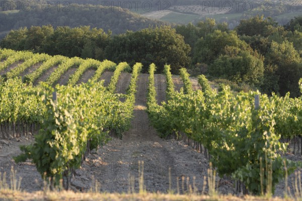 Rows of young vines, San Gimignano, Tuscany, Italy