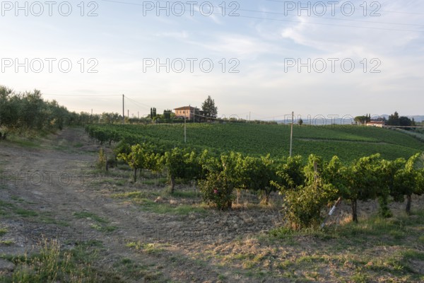 Typical country house in the soft evening light with vines near San Gimignano, Tuscany, Italy