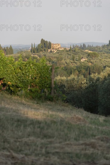 Tuscan country house perched on a hill surrounded by cypresses, olive groves and vineyards, San Gimignano, Tuscany, Italy
