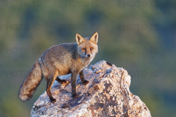 Red fox (Vulpes vulpes) in early morning light on a rock, Sierra de San Pedro, Extremadura, Spain