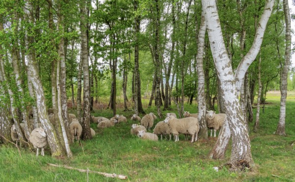 Flock of sheep in the birch forest in the moor near Hille Germany