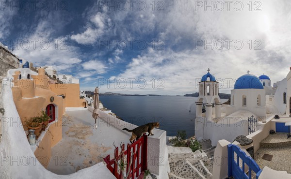 Oia Santorini Greece Cat built in