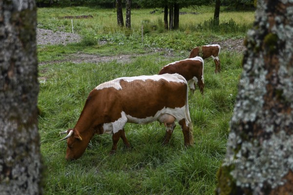 Red and white spotted dairy cows grazing on a lush green meadow in Zgornje Jezersko, Gorenjska region (Upper Carniola), Slovenia