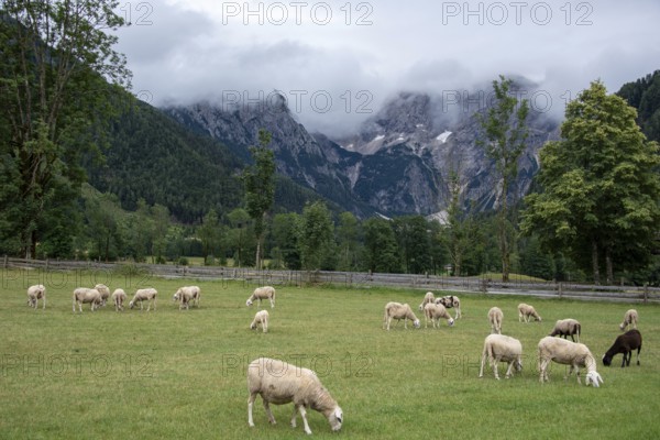 Sheep grazing on a green meadow in front of a mountain backdrop with clouds, Zgornje Jezersko, Gorenjska, Slovenia