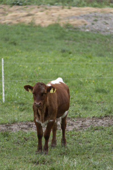 Calf standing in the pasture, looking directly into the camera, Zgornje Jezersko, Gorenjska, Slovenia