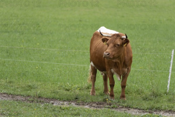 Brown cow standing on green pasture next to a fence, Zgornje Jezersko, Gorenjska, Slovenia