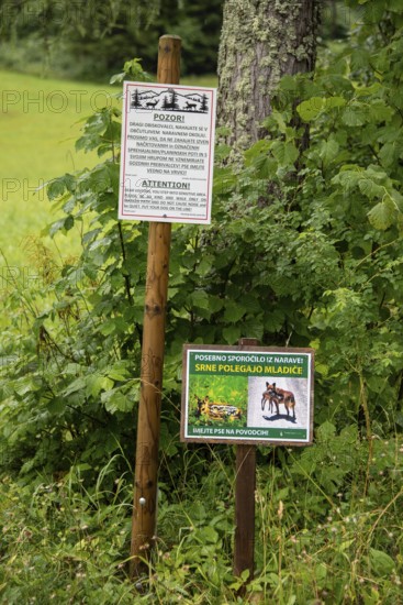 Two signs warn of dangers in a green forest area, Zgornje Jezersko, Gorenjska, Slovenia
