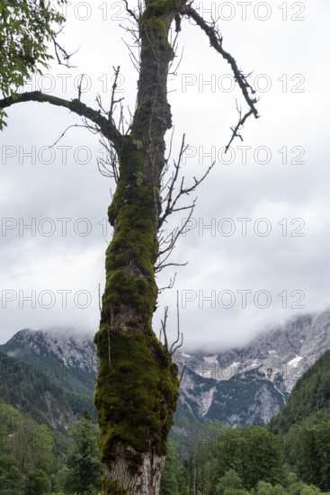 Mossy tree in front of misty mountains and cloudy sky, Zgornje Jezersko, Gorenjska, Slovenia