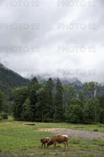 Landscape with meadow and trees in front of a foggy mountain panorama, Zgornje Jezersko, Gorenjska, Slovenia