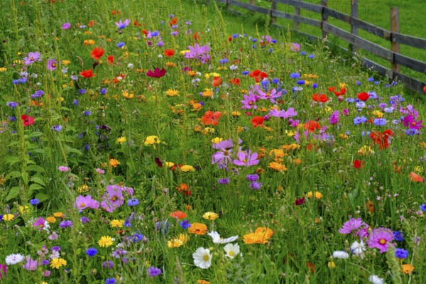 Wildflower meadow, Sesto, Dolomites, Val Pusteria, South Tyrol, Italy