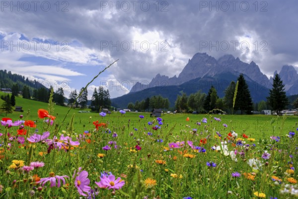 Wildflower meadow, in front of the Sesto Dolomites, Sesto Sundial, Sesto, Dolomites, Val Pusteria, South Tyrol, Italy
