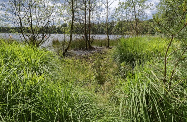 The Bullensee is located in a moorland area and is part of the Bullensee and Hemelsmoor nature reserve near the town of Zeven in the district of Rotenburg (Wümme) in Lower Saxony. The lake is also a local recreation area in the Bremen and Rotenburg/Wümme region. Bülstedt, Rotenburg, Lower Saxony, Germany
