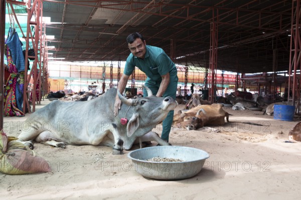 Vet and injured cow, Gaushala or cattle hostel or shelter for cows, Shree Bagh Wale Balaji Gaushala Samiti, Jaipur, Rajasthan, India
