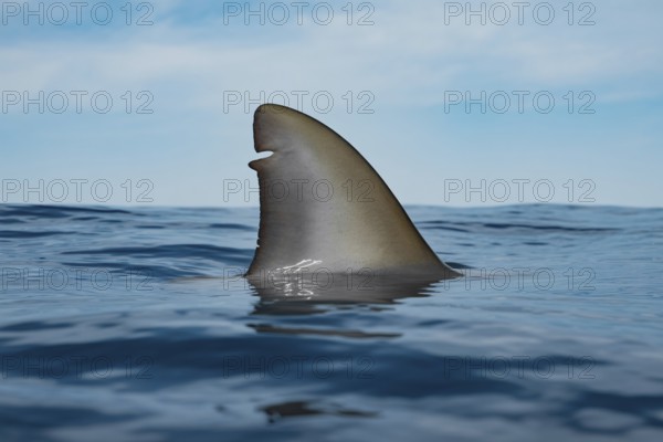 Shark fin breaking ocean surface. Generative ai, AI generated