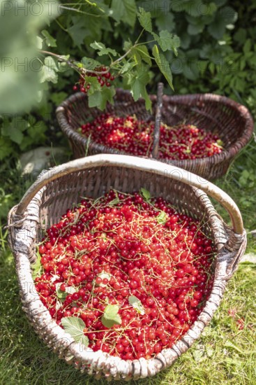 Two baskets of redcurrants or currants, Ribes Rubum, Upper Bavaria, Bavaria, Germany