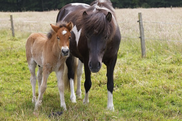 Icelandic horses (Equus islandicus), foal and mare in a meadow, colt, Tierkind, Schleswig-Holstein, Germany