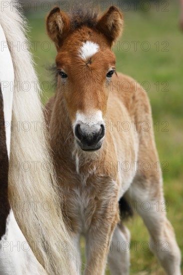 Young Icelandic stallion (Equus islandicus), foal in a meadow, colt, male, animal child, Schleswig-Holstein, Germany
