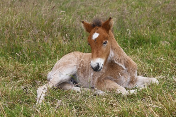 Young Icelandic stallion (Equus islandicus), foal resting in a meadow, colt, male, animal child, Schleswig-Holstein, Germany