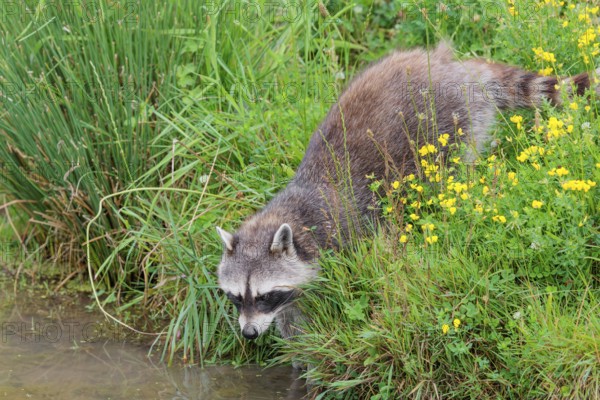 An adult raccoon (Procyon lotor) searches for food in the shallow water of a stream surrounded by dense riparian vegetation