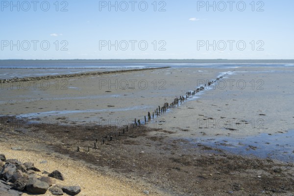 Wadden Sea at low tide, groynes, breakwater, Schleswig-Holstein Wadden Sea National Park, Pellworm Island, North Frisia, North Sea, Schleswig-Holstein, Germany