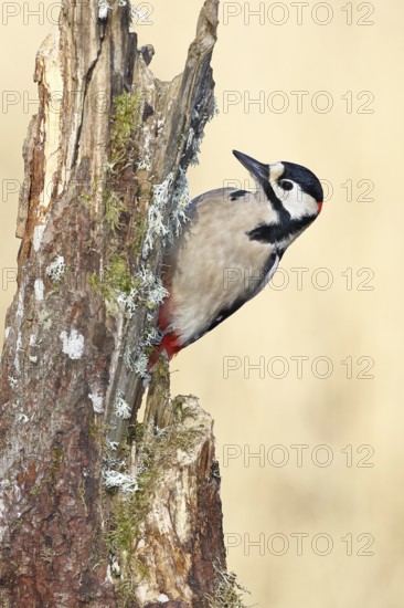 Great spotted woodpecker (Dendrocopos major), male, foraging on a tree stump overgrown with moss and lichen in the forest, Wilnsdorf, North Rhine-Westphalia, Germany