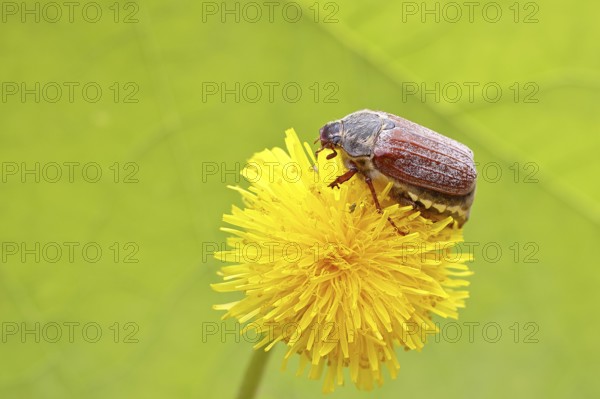 Cockchafer, field cockchafer (Melolontha melolontha), female on a dandelion (Taraxacum) flower, Wilnsdorf, North Rhine-Westphalia, Germany